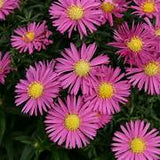 Aster Bahama – Een krachtige en kleurrijke toevoeging aan je tuin of interieur