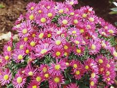 Aster Bahama – Een krachtige en kleurrijke toevoeging aan je tuin of interieur