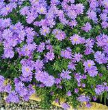 Aster Lady in Blue – Een krachtige en kleurrijke toevoeging aan je tuin of interieur
