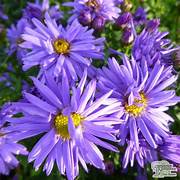 Aster Lady in Blue – Een krachtige en kleurrijke toevoeging aan je tuin of interieur