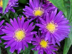 Aster Samoa – Een krachtige en kleurrijke toevoeging aan je tuin of interieur