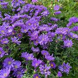 Aster Samoa – Een krachtige en kleurrijke toevoeging aan je tuin of interieur