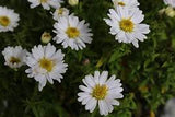 Aster Schneekissen – Een krachtige en kleurrijke toevoeging aan je tuin of interieur