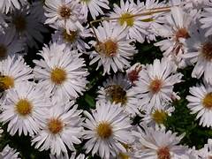 Aster Schneekissen – Een krachtige en kleurrijke toevoeging aan je tuin of interieur