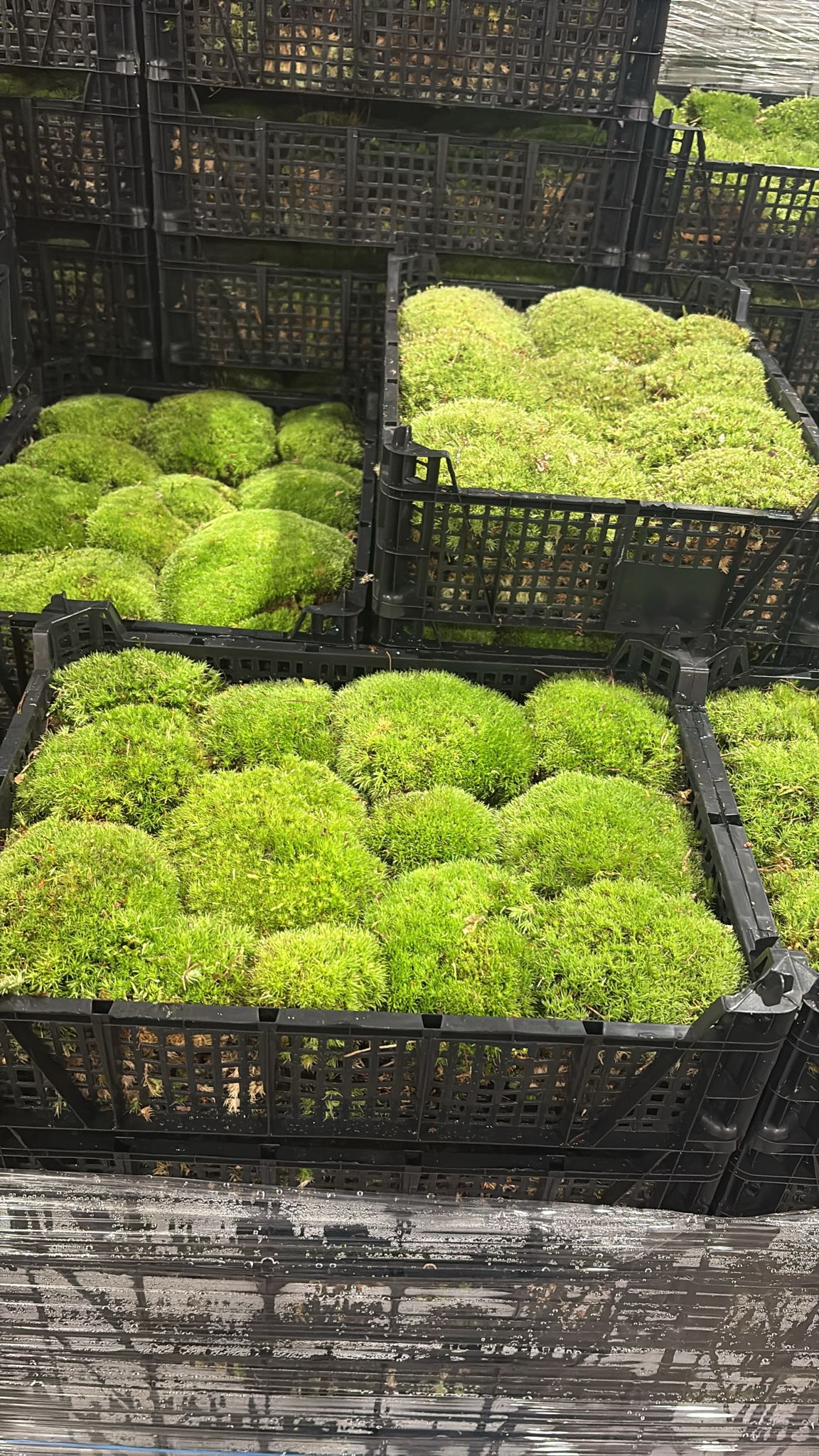 Bolmos in plastic kist 30x40 cm