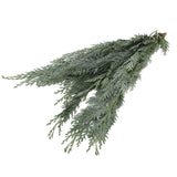 Bos Kersttakken - Chamaecyparis Blauw