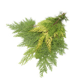 Bos Kersttakken - Chamaecyparis Yvonne