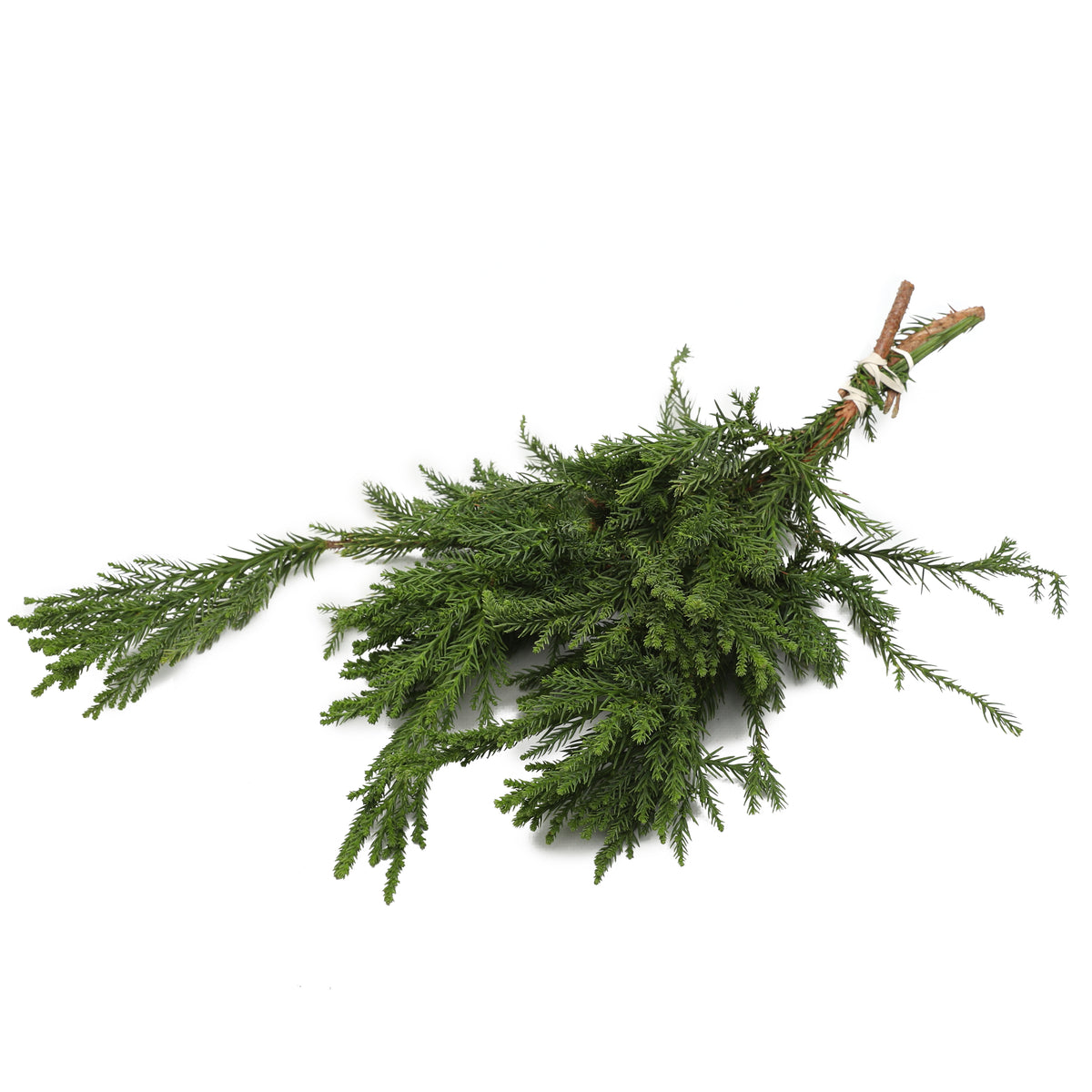 Bos Kersttakken - Cryptomeria Cristata