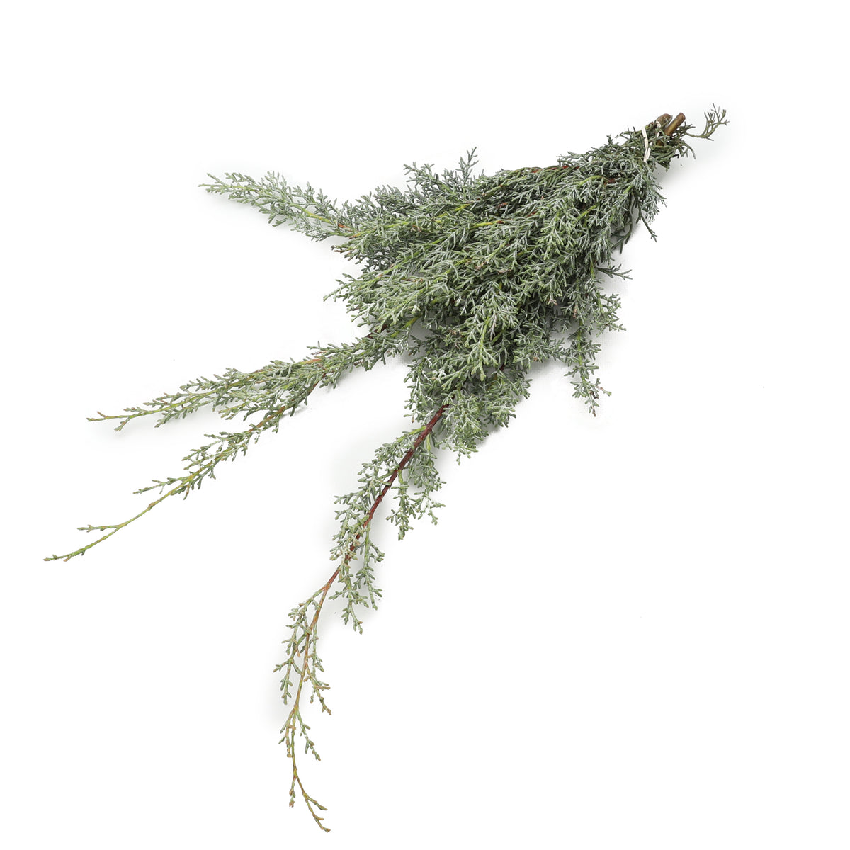 Bos Kersttakken - Cupressus Ariz. Glauca