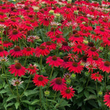 Echinacea Rood – Een krachtige en kleurrijke toevoeging aan je tuin of interieur