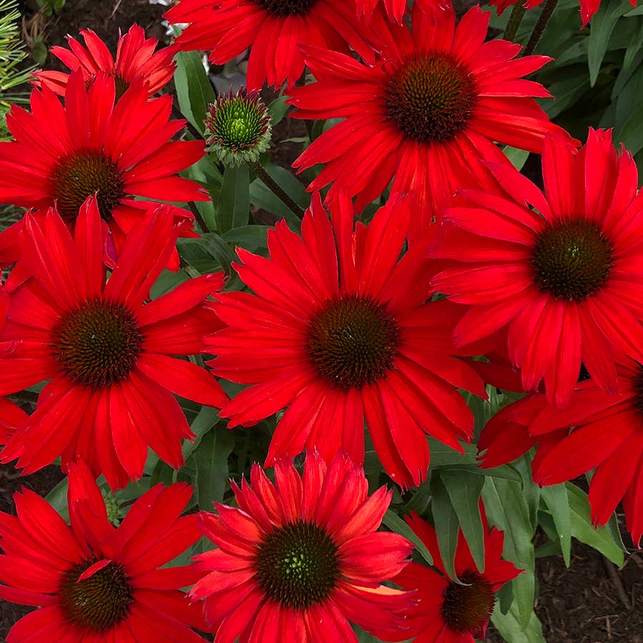 Echinacea Rood – Een krachtige en kleurrijke toevoeging aan je tuin of interieur