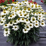 Echinacea Wit – Een elegante toevoeging voor tuin of interieur