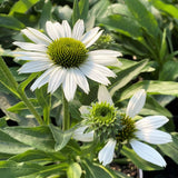 Echinacea Wit – Een elegante toevoeging voor tuin of interieur