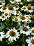 Echinacea Wit – Een elegante toevoeging voor tuin of interieur