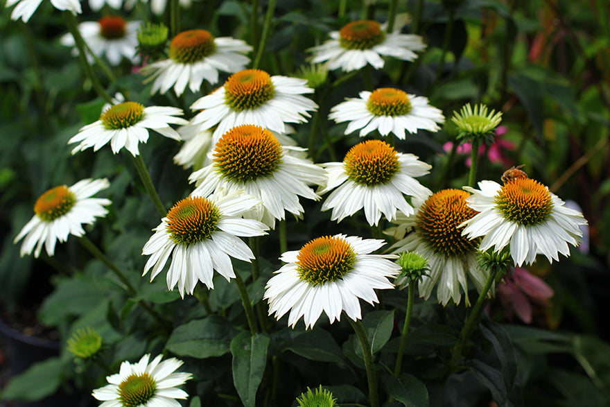 Echinacea Wit – Een elegante toevoeging voor tuin of interieur