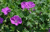 Geranium Sanguineum – Een levendige toevoeging voor je tuin of interieur