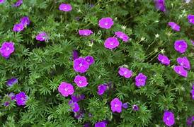 Geranium Sanguineum – Een levendige toevoeging voor je tuin of interieur