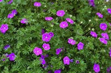 Geranium Sanguineum – Een levendige toevoeging voor je tuin of interieur