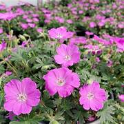 Geranium Sanguineum 'Max Frei' – Een levendige en robuuste schoonheid voor je tuin of interieur