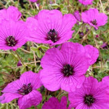 Geranium Subcaulescens – Breng kleur en sfeer in je interieur