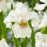 Iris sibirica Not Quite White – Een krachtige en kleurrijke toevoeging aan je tuin of interieur