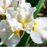 Iris sibirica Not Quite White – Een krachtige en kleurrijke toevoeging aan je tuin of interieur