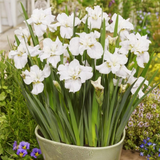 Iris sibirica Not Quite White – Een krachtige en kleurrijke toevoeging aan je tuin of interieur