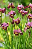 Iris sibirica Miss Apple – Een krachtige en kleurrijke toevoeging aan je tuin of interieur