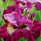 Iris sibirica Miss Apple – Een krachtige en kleurrijke toevoeging aan je tuin of interieur