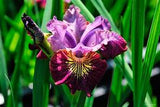 Iris sibirica Miss Apple – Een krachtige en kleurrijke toevoeging aan je tuin of interieur