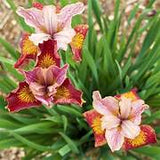 Iris sibirica Paprikash – Een krachtige en kleurrijke toevoeging aan je tuin of interieur