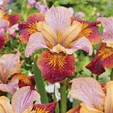 Iris sibirica Paprikash – Een krachtige en kleurrijke toevoeging aan je tuin of interieur