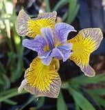 Iris sibirica Uncorked – Een krachtige en kleurrijke toevoeging aan je tuin of interieur