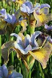 Iris sibirica Uncorked – Een krachtige en kleurrijke toevoeging aan je tuin of interieur
