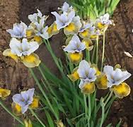 Iris sibirica Uncorked – Een krachtige en kleurrijke toevoeging aan je tuin of interieur