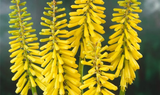 Kniphofia Citrina - De Stralende Natuurlijke Accent voor Jouw Ruimte
