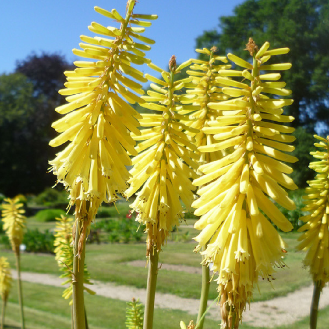 Kniphofia Citrina - De Stralende Natuurlijke Accent voor Jouw Ruimte