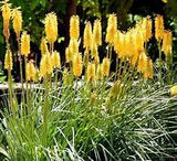 Kniphofia Citrina - De Stralende Natuurlijke Accent voor Jouw Ruimte