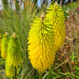 Kniphofia Citrina - De Stralende Natuurlijke Accent voor Jouw Ruimte