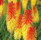 Kniphofia Flamingo – Voeg een vleugje exotische flair toe aan je interieur