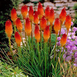 Kniphofia Flamingo – Voeg een vleugje exotische flair toe aan je interieur