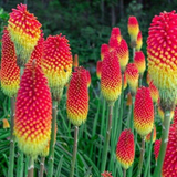 Kniphofia Royal Castle – Een levendige toevoeging voor je tuin
