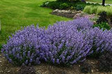 Nepeta Persian Blue – Een krachtige en kleurrijke toevoeging aan je tuin of interieur