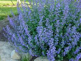 Nepeta Blue Wonder – Een krachtige en kleurrijke toevoeging aan je tuin of interieur