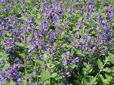 Nepeta Blue Wonder – Een krachtige en kleurrijke toevoeging aan je tuin of interieur