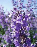Nepeta Blue Wonder – Een krachtige en kleurrijke toevoeging aan je tuin of interieur
