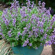Nepeta Persian Blue – Een krachtige en kleurrijke toevoeging aan je tuin of interieur