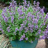 Nepeta Persian Blue – Een krachtige en kleurrijke toevoeging aan je tuin of interieur