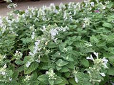 Nepeta Snowflake – Een krachtige en kleurrijke toevoeging aan je tuin of interieur