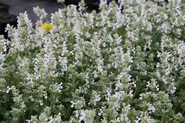Nepeta Snowflake – Een krachtige en kleurrijke toevoeging aan je tuin of interieur